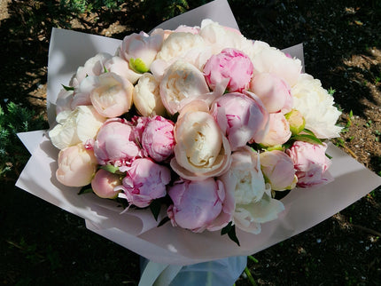 Buchet cu 35 bujori alb-roz