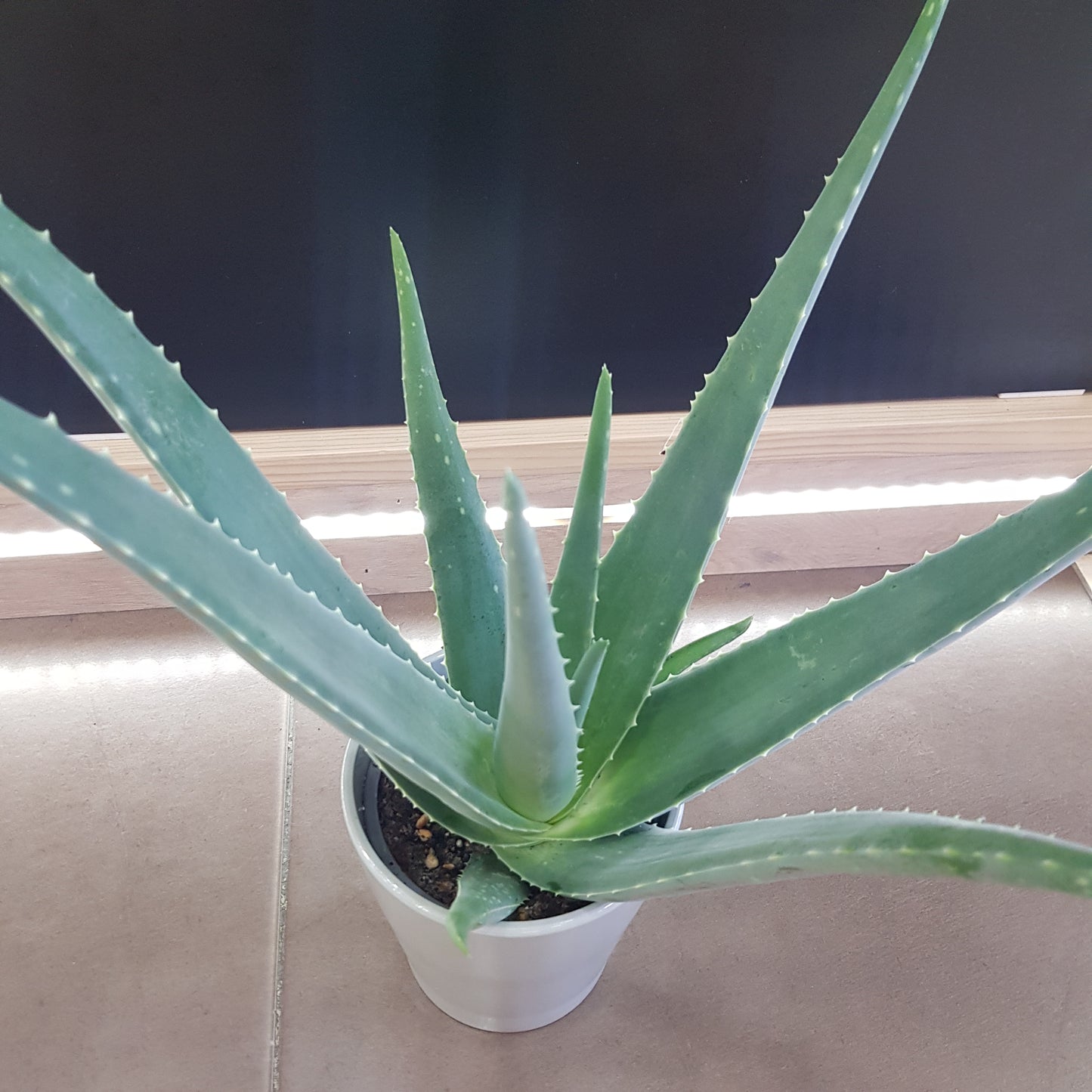 Aloe