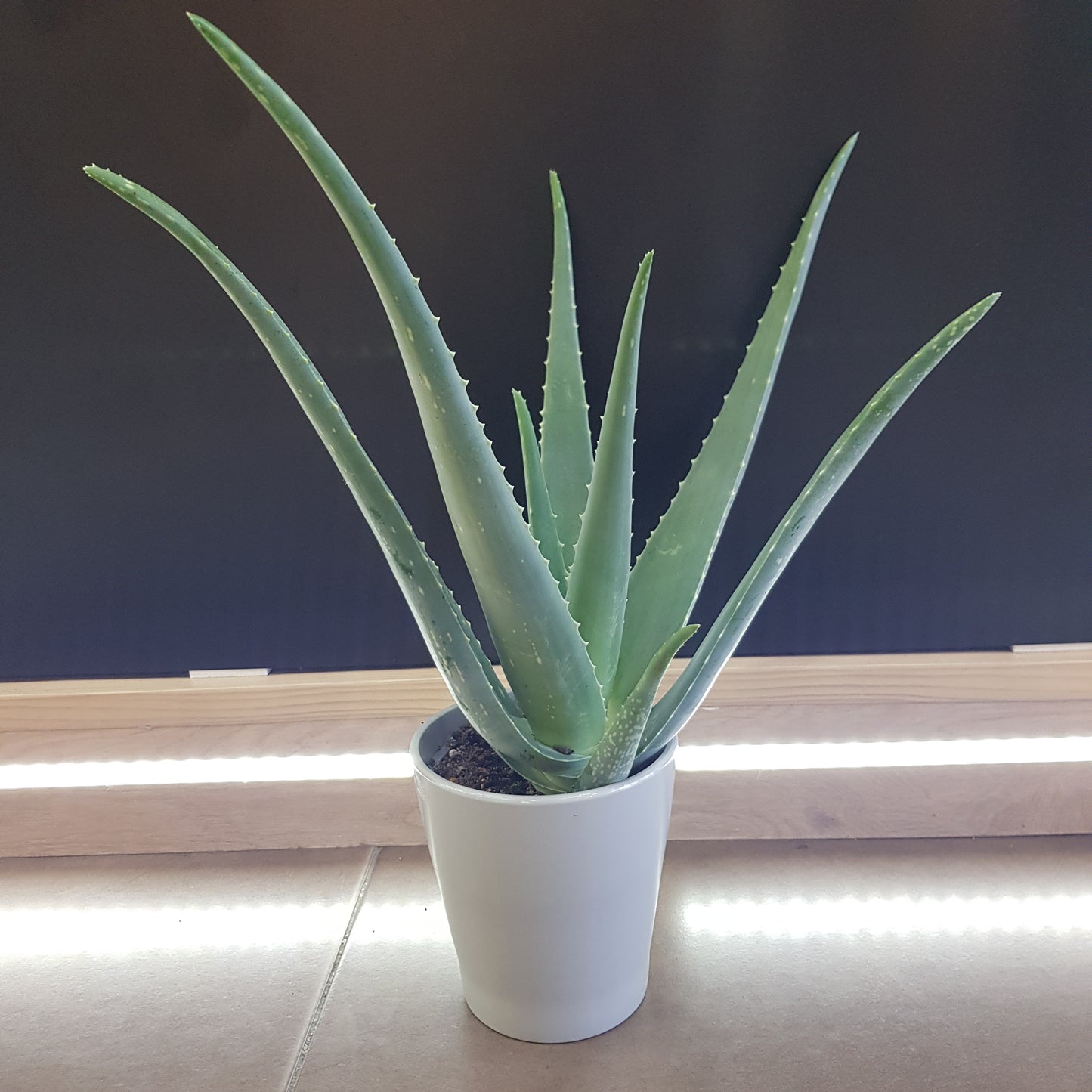 Aloe