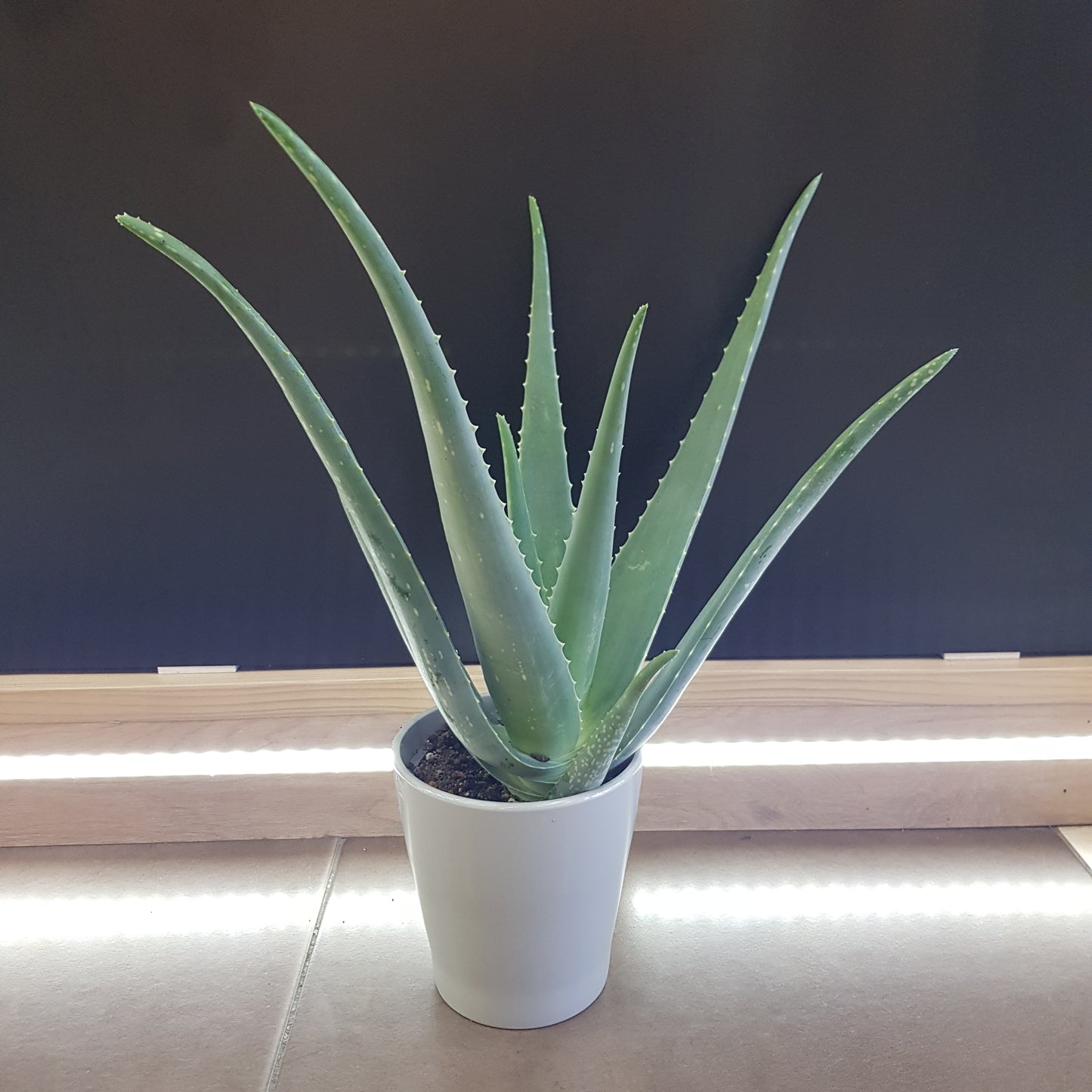 Aloe