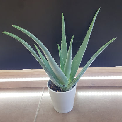 Aloe