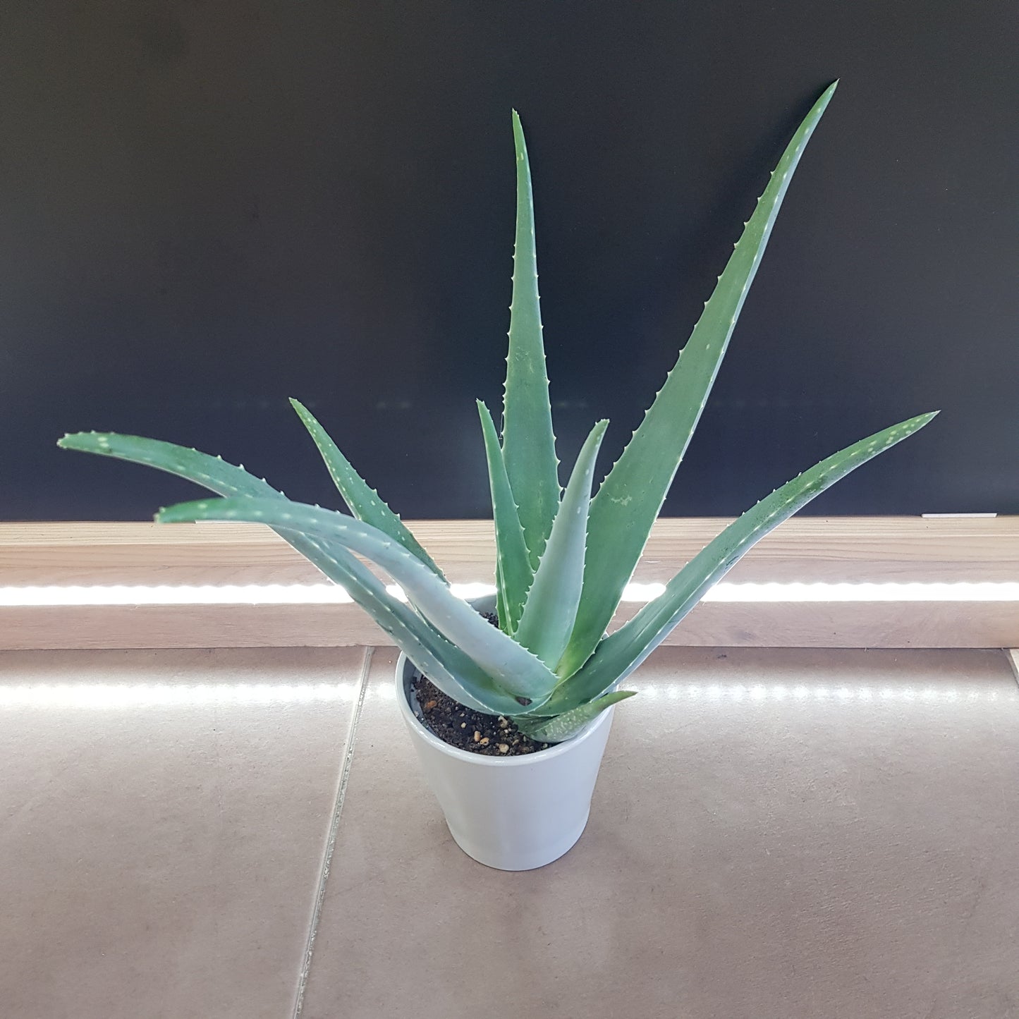 Aloe