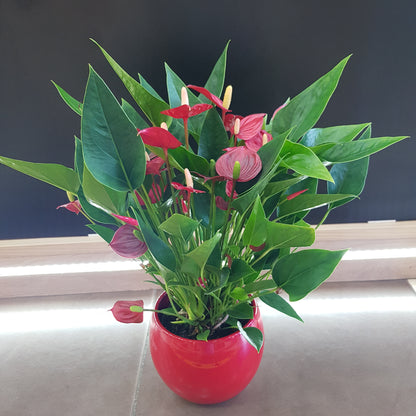 Anthurium in vas rosu