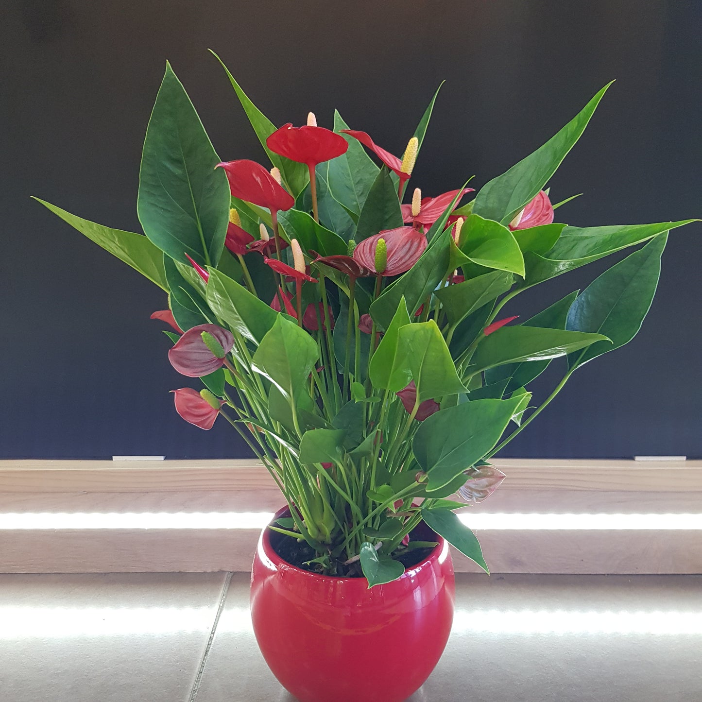 Anthurium in vas rosu