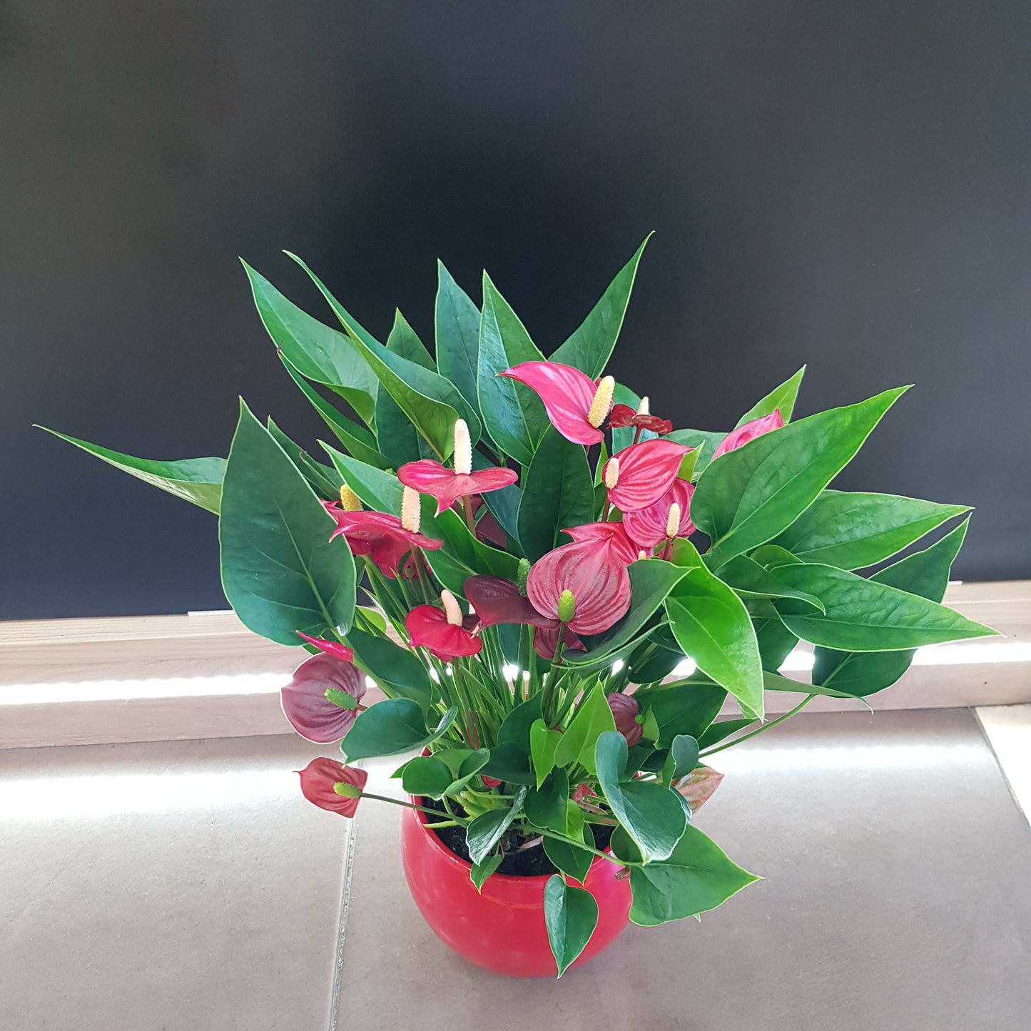 Anthurium in vas rosu