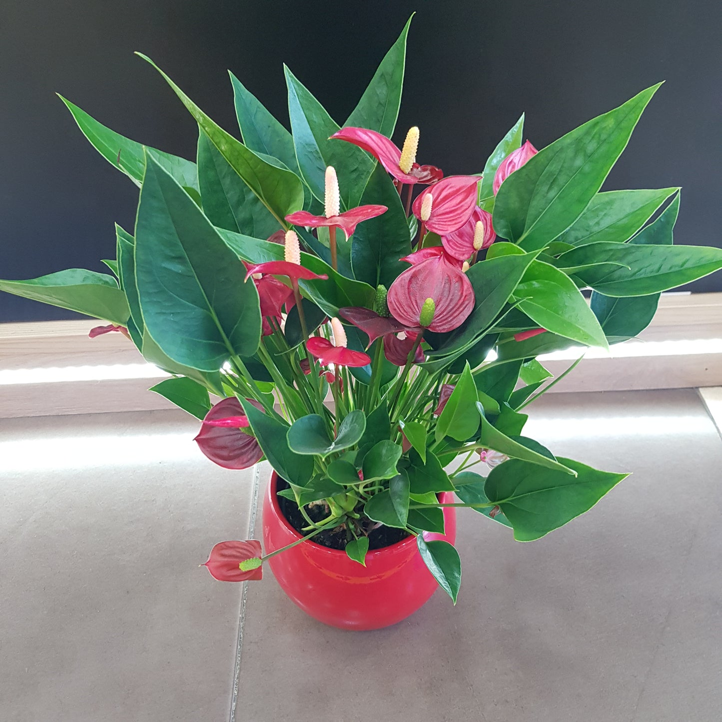 Anthurium in vas rosu