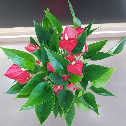 Anthurium in vas rosu