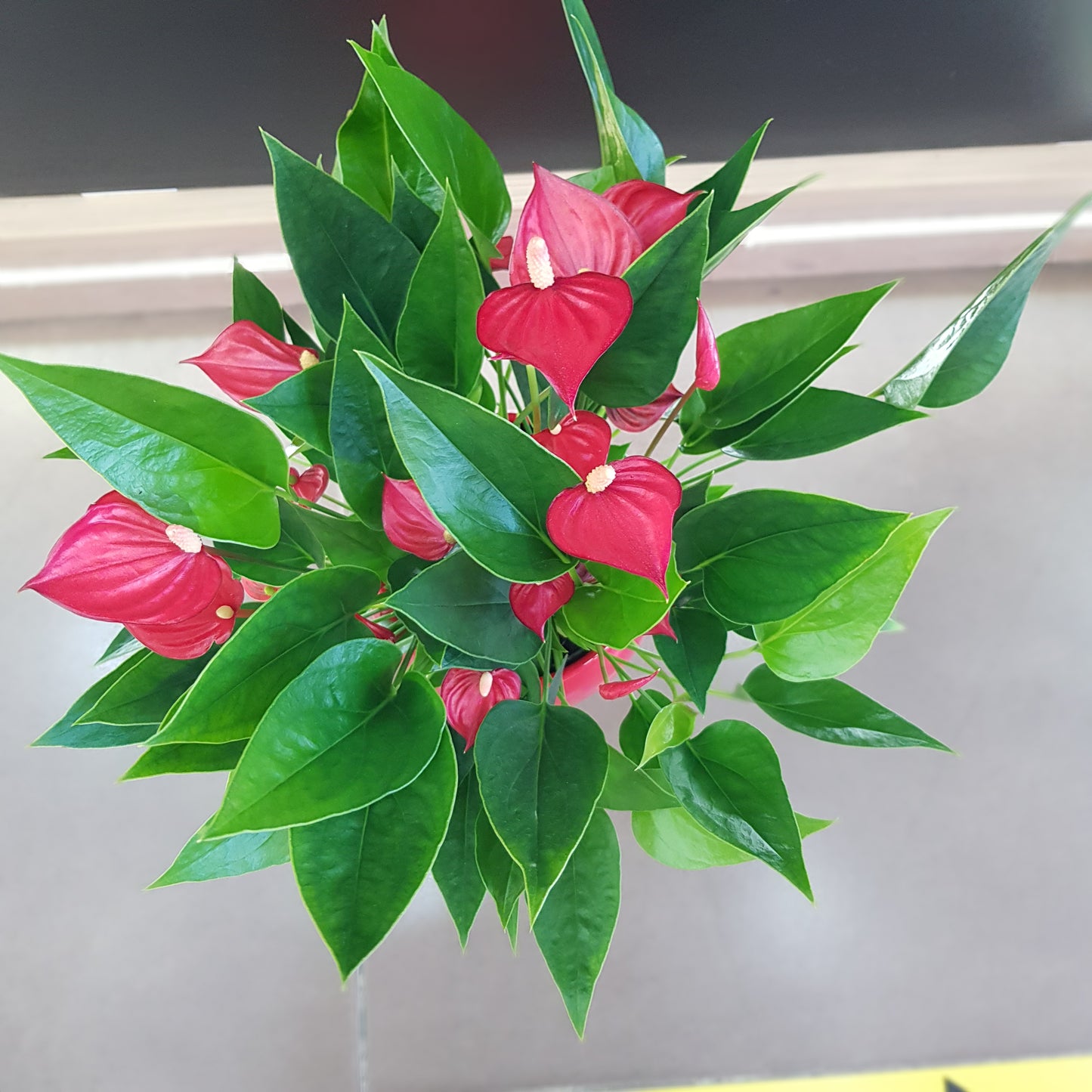 Anthurium in vas rosu