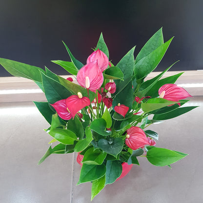 Anthurium in vas rosu