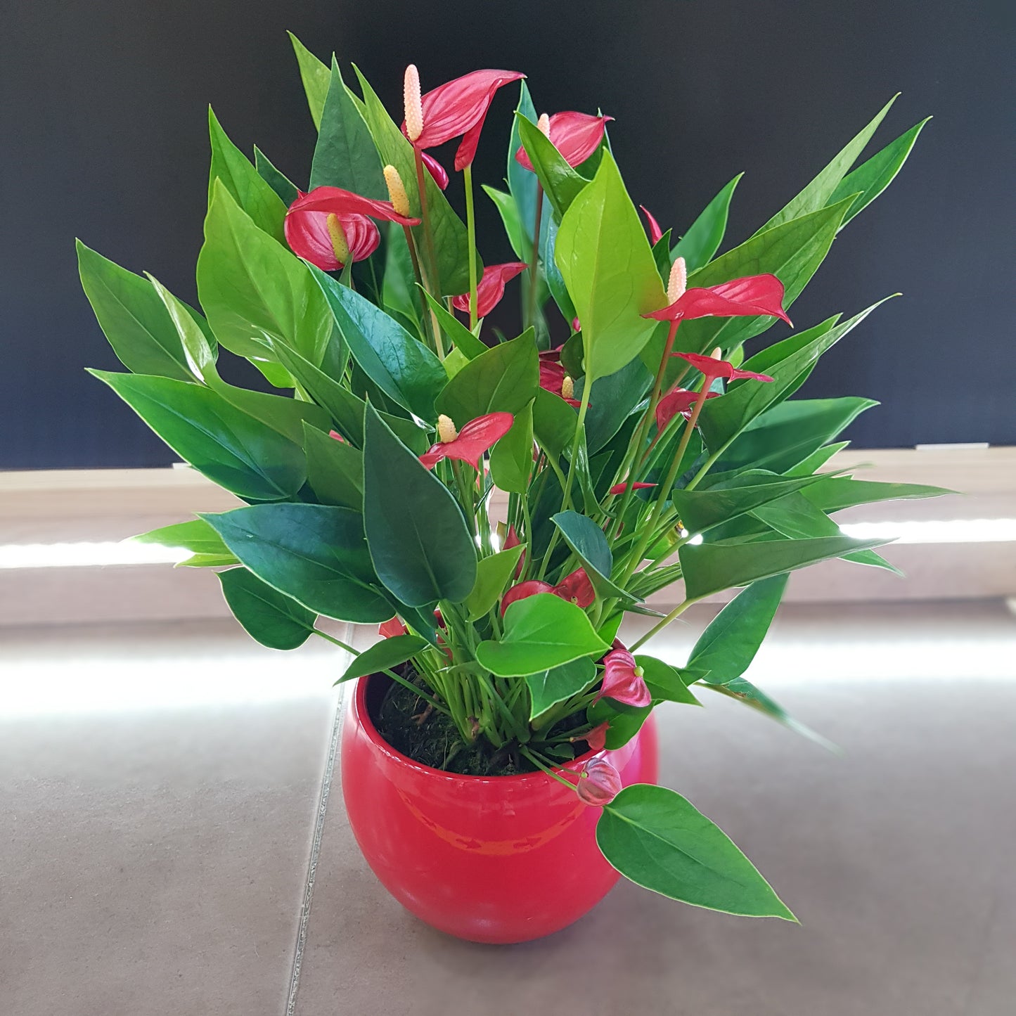 Anthurium in vas rosu