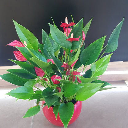 Anthurium in vas rosu