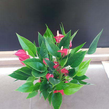 Anthurium in vas rosu