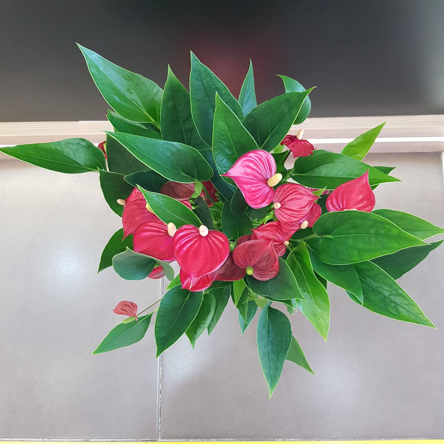 Anthurium in vas rosu