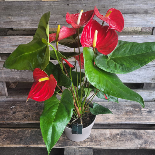 Anthurium