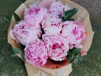 Buchet cu 7 bujori roz