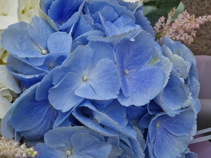 Buchet cu hortensii albe si blue