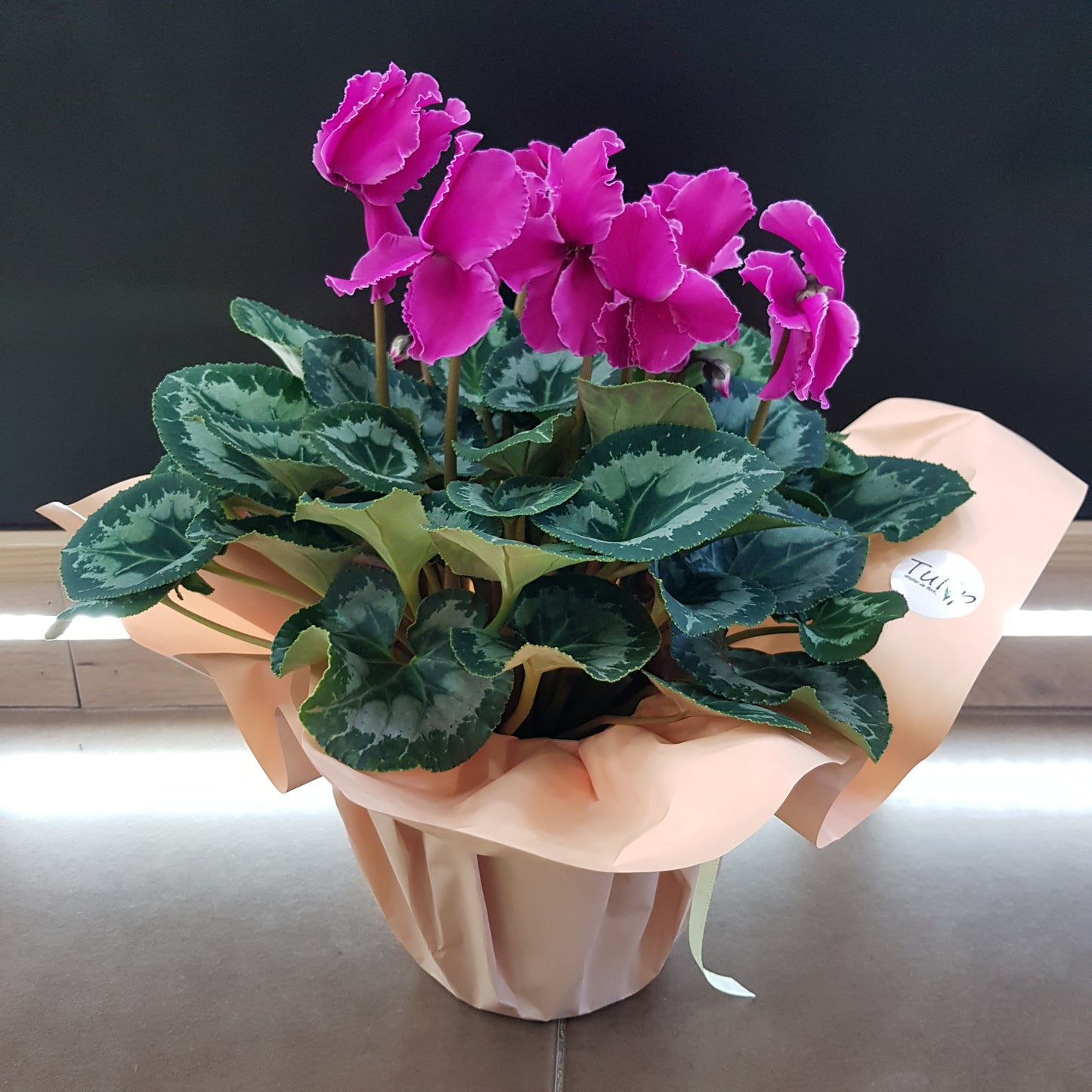 Cyclamen