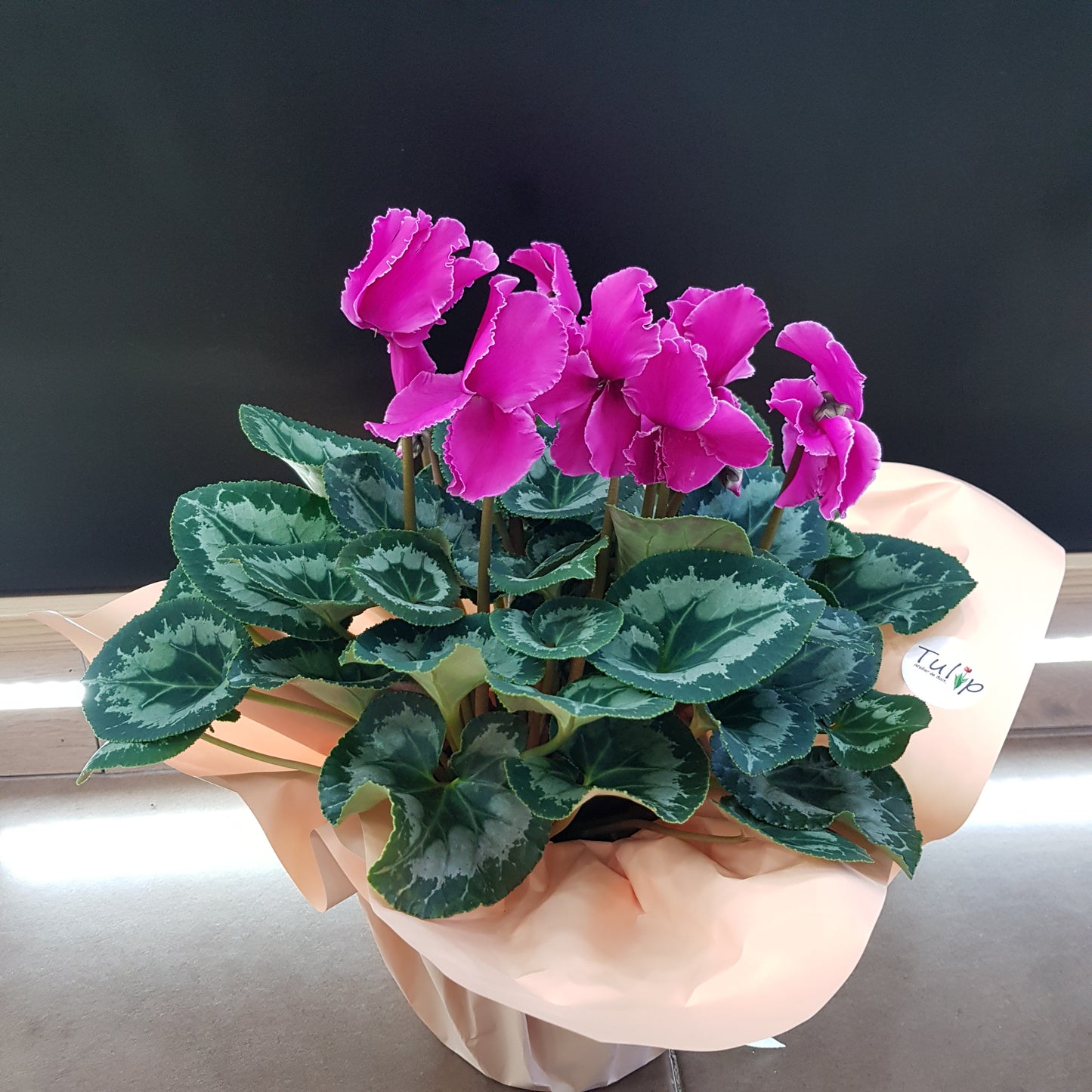 Cyclamen