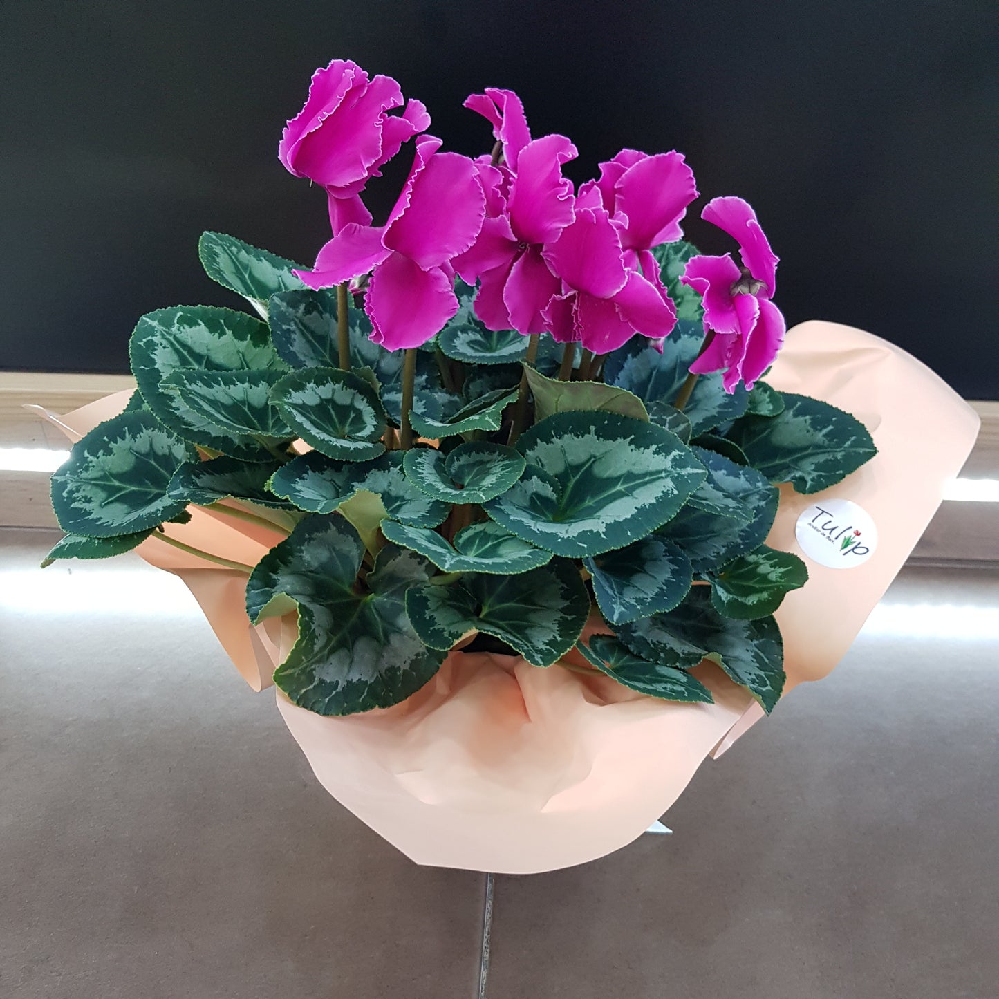 Cyclamen