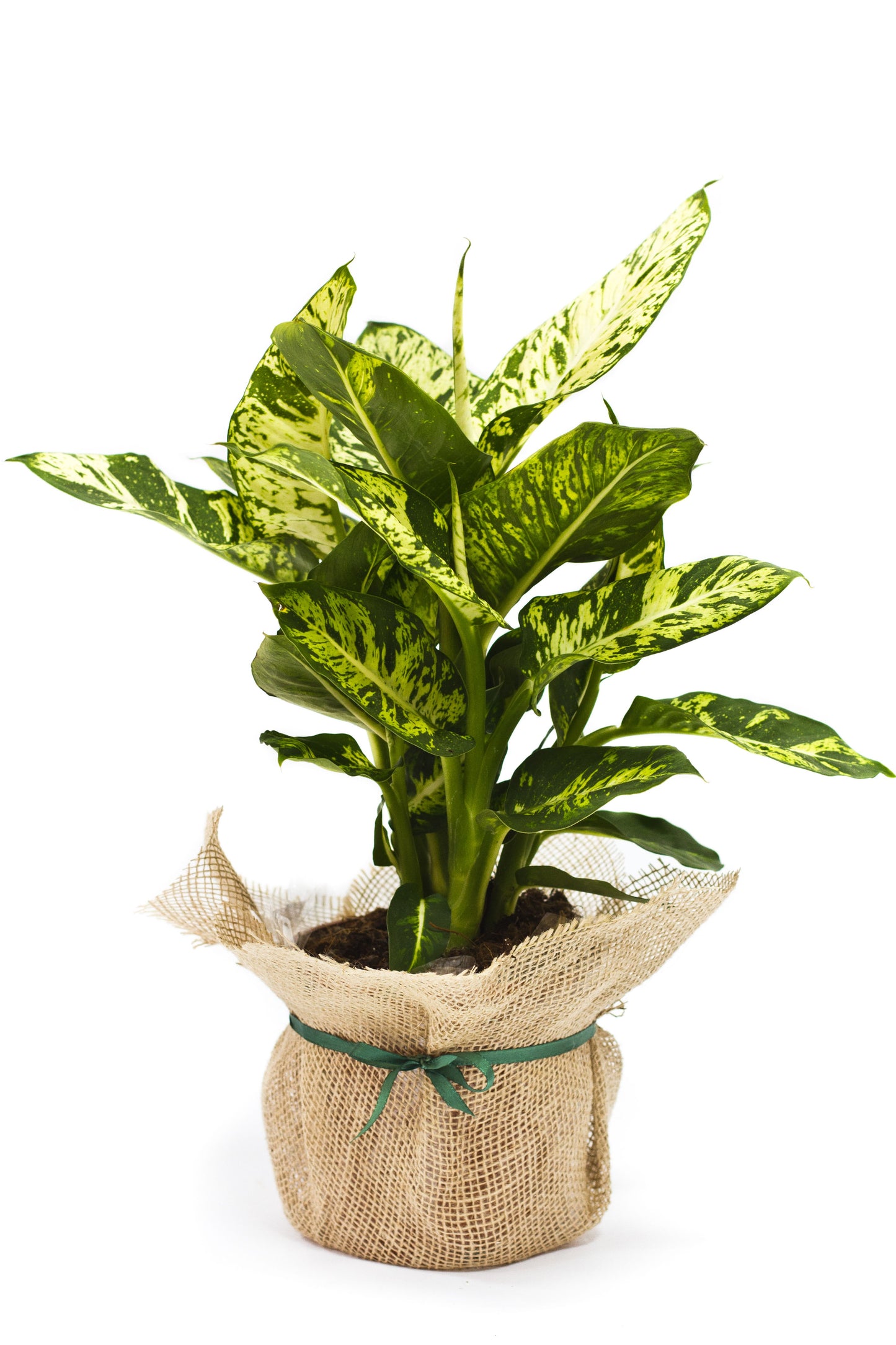 Dieffenbachia