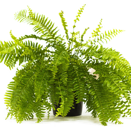 Collection image for: Plante decorative prin frunze