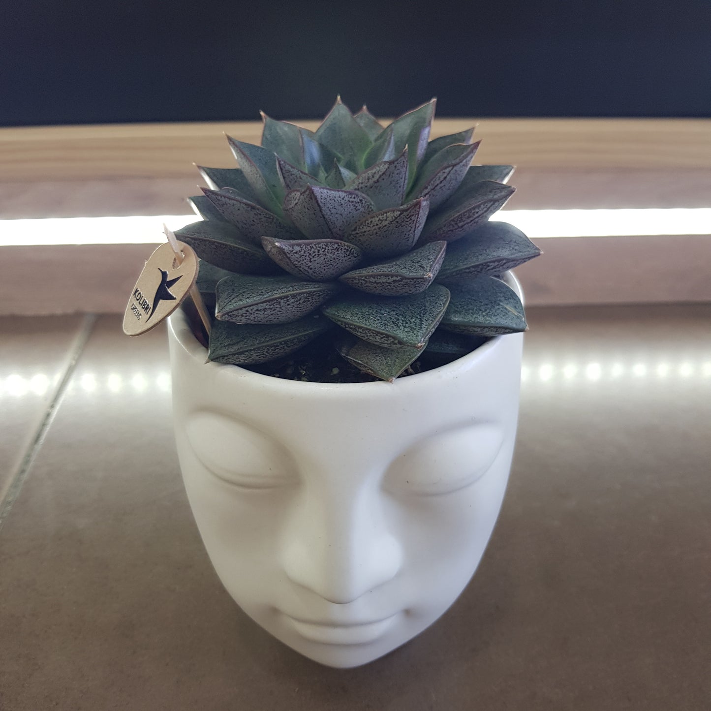 Haworthia in vas ceramic