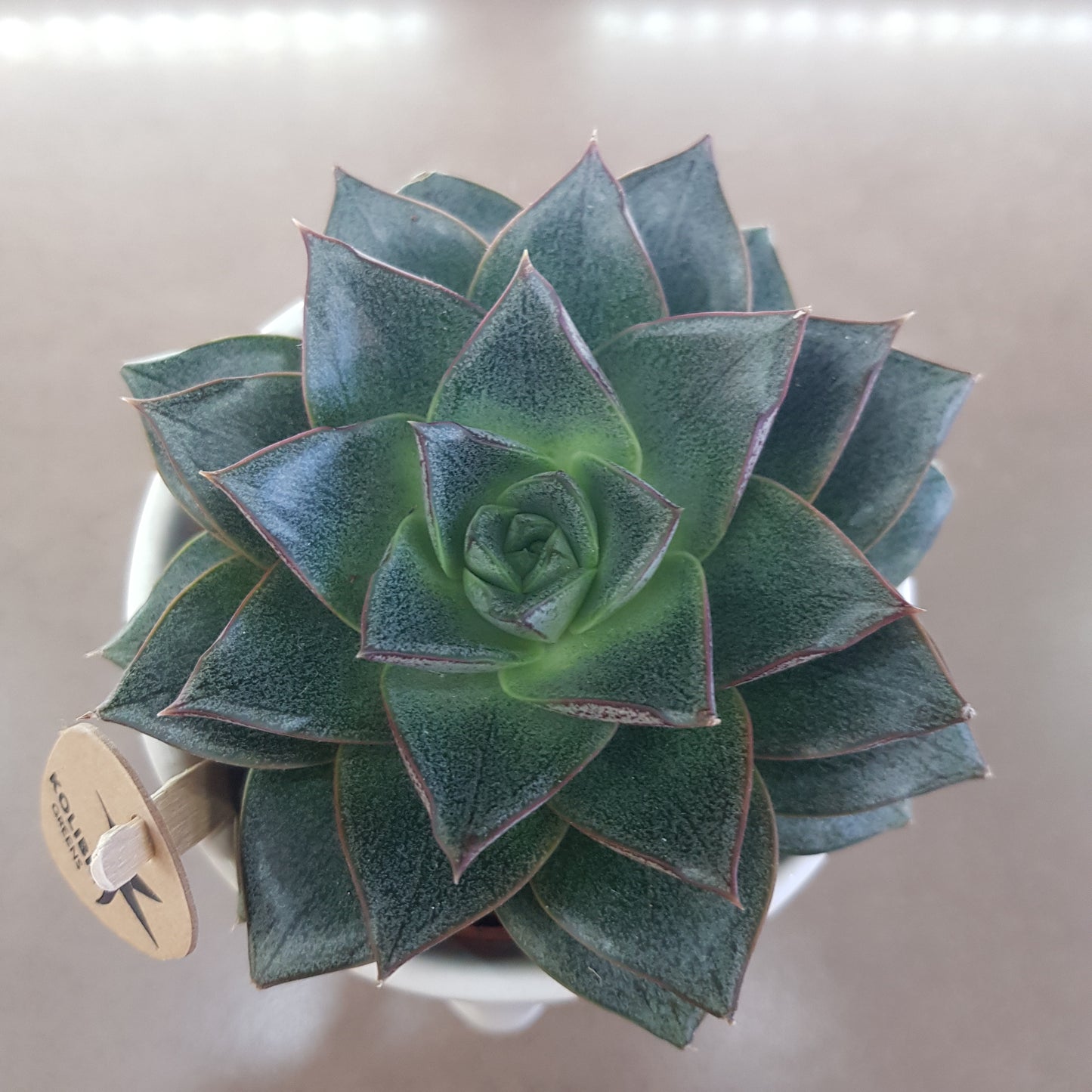 Haworthia in vas ceramic