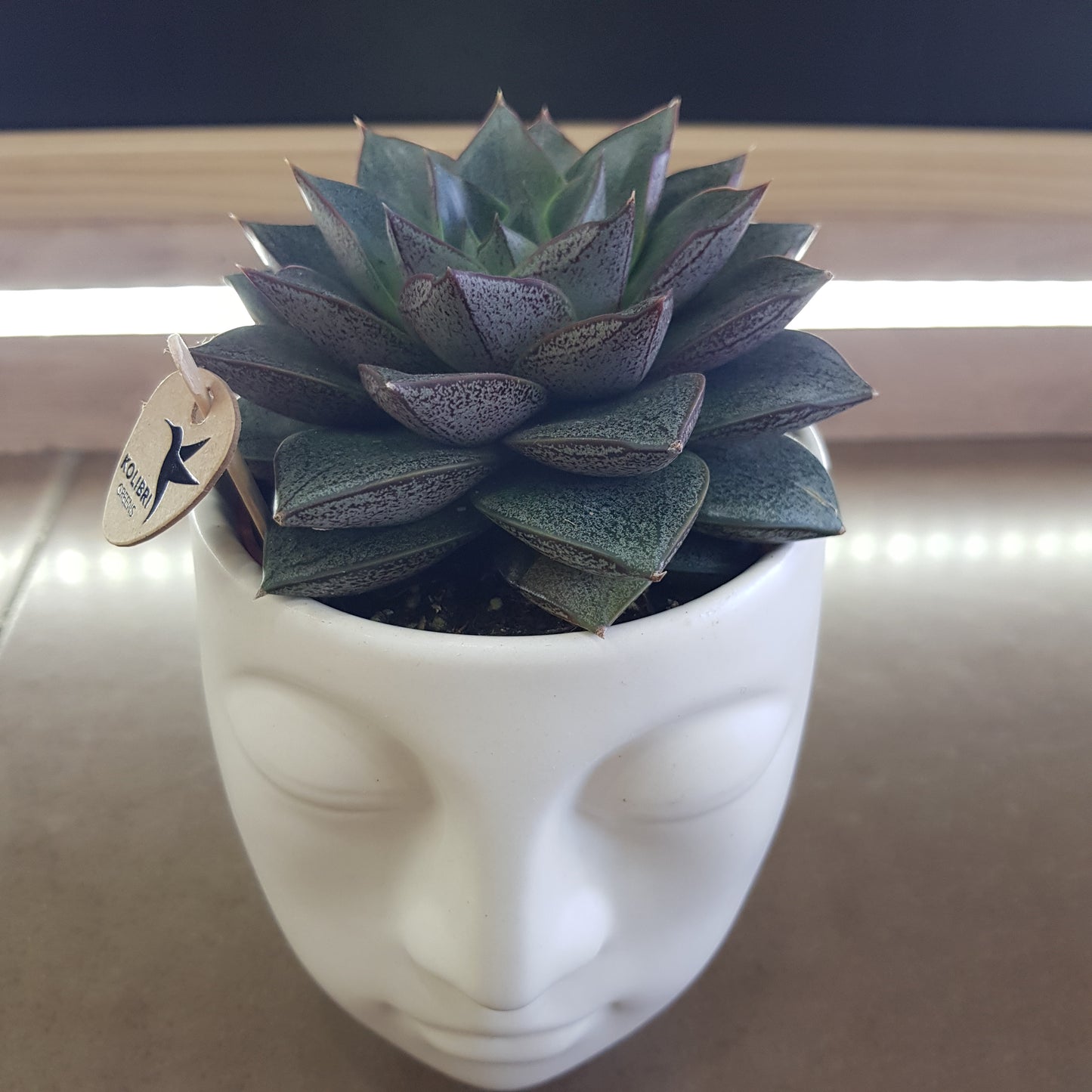 Haworthia in vas ceramic