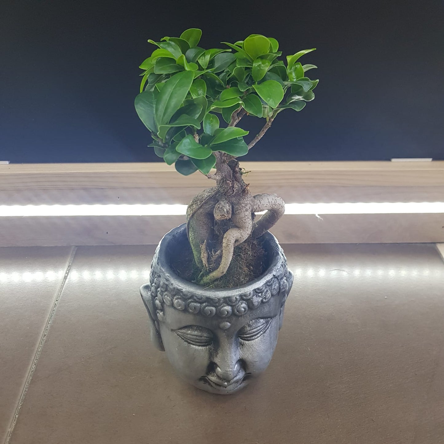 Ficus Ginseng Bonsai