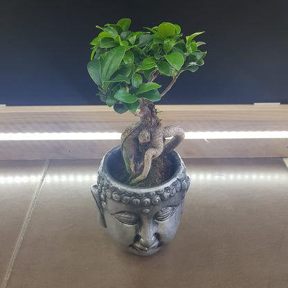 Ficus Ginseng Bonsai