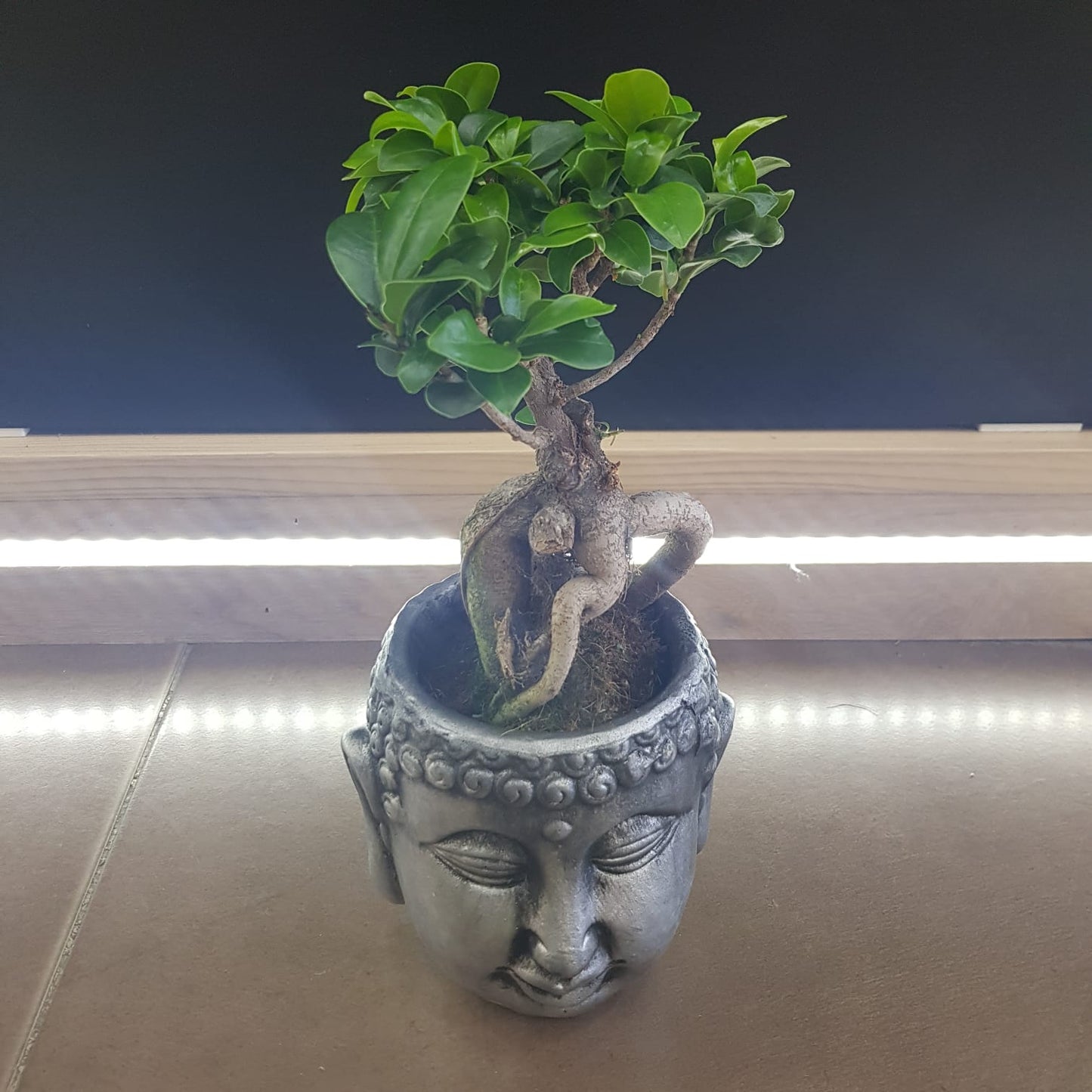 Ficus Ginseng Bonsai