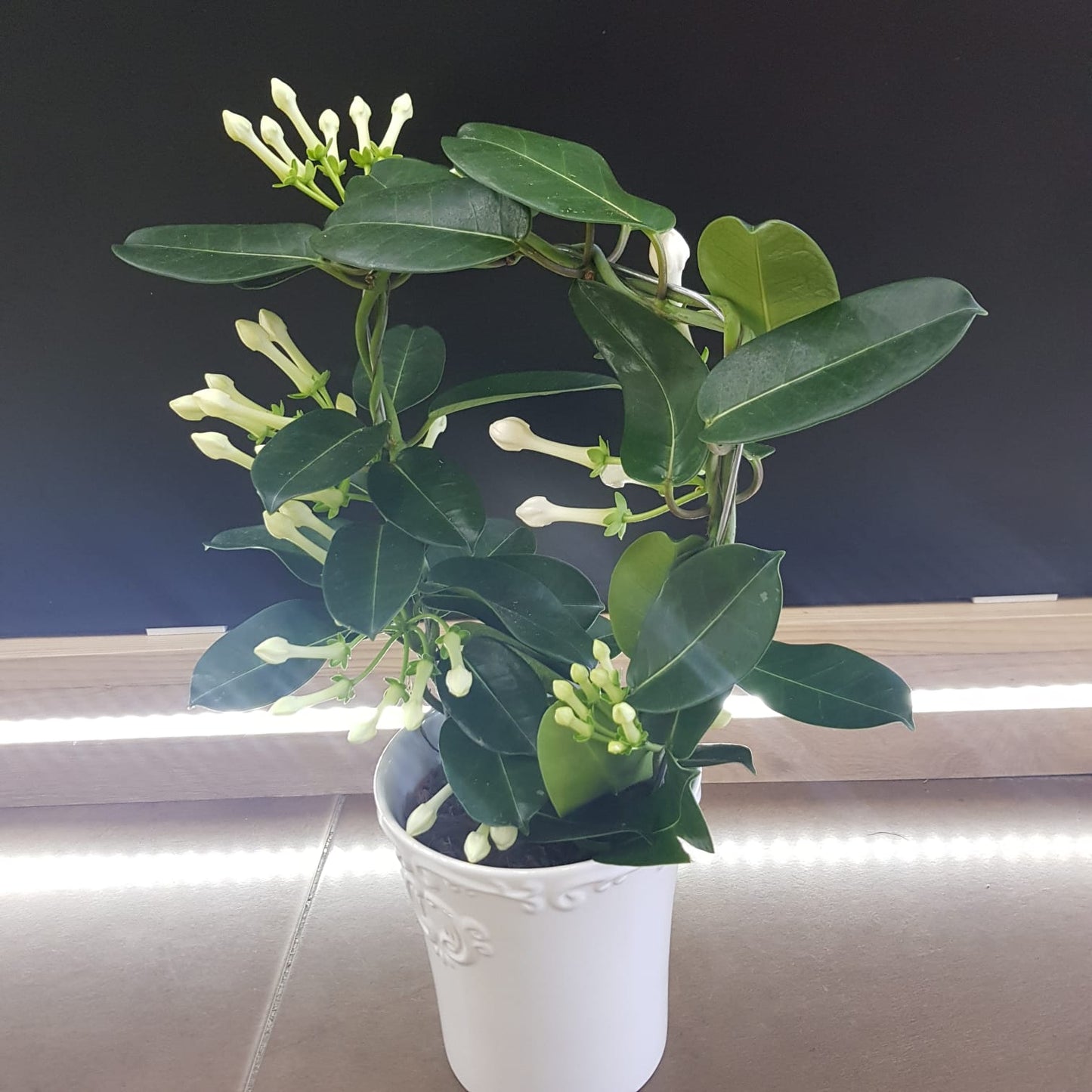 Stephanotis