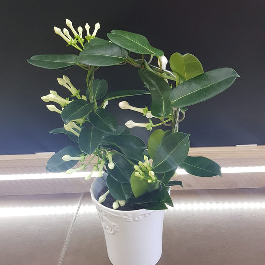 Stephanotis