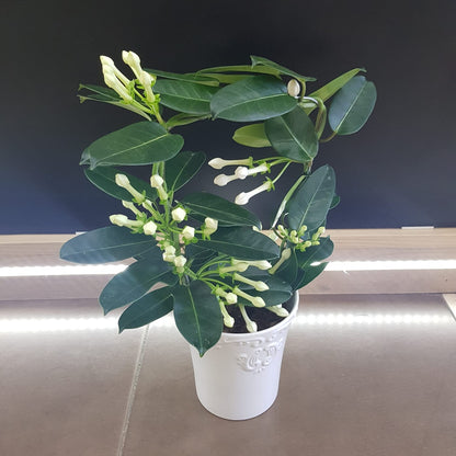 Stephanotis