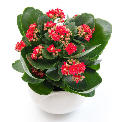 Kalanchoe