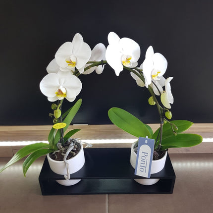 Collection image for: Plante decorative prin flori