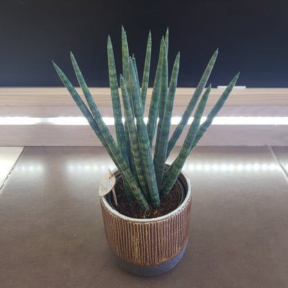 Sansevieria Cylindrica