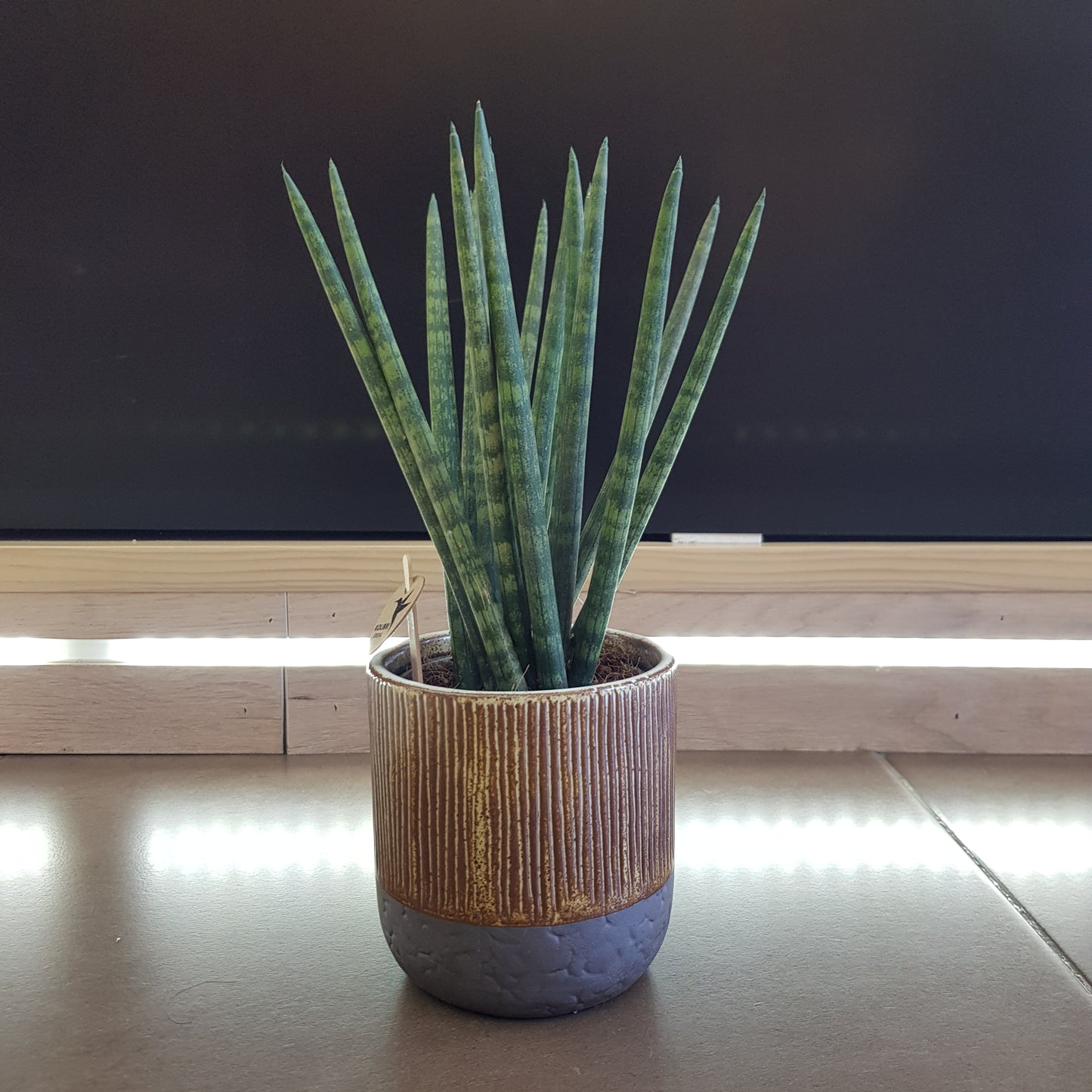 Sansevieria Cylindrica