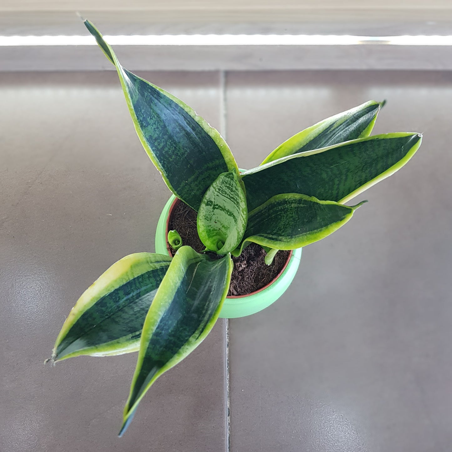 Sansevieria