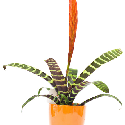 Collection image for: Plante decorative prin frunze