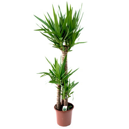 Yucca 3 tulpini 140 cm