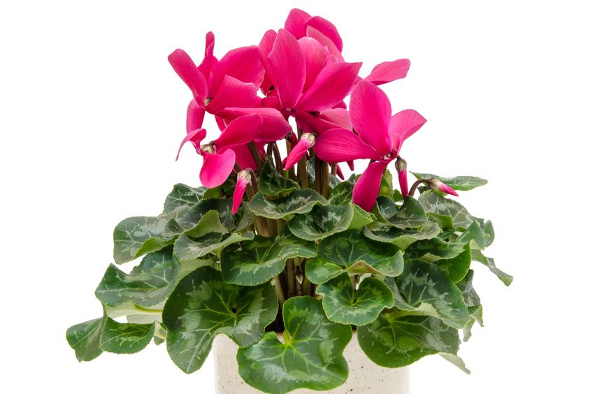 Cyclamen in vas