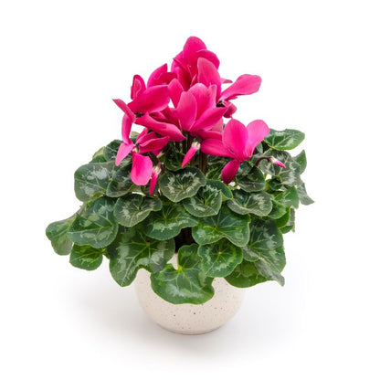 Cyclamen in vas