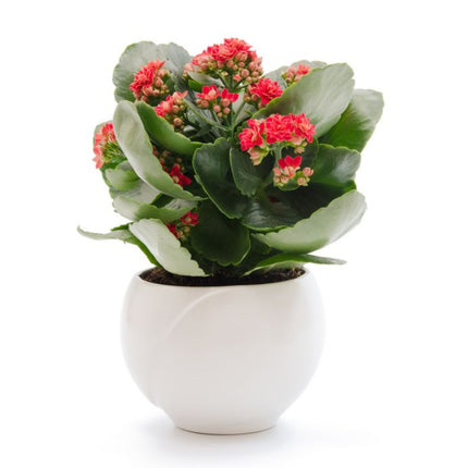 Collection image for: Plante decorative prin flori