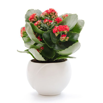 Kalanchoe